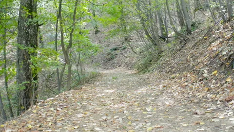 Flying above a rural path through a thick forest Stock Footage 140540462