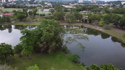 Flying above a siege of egrets Stock Footage 303953133