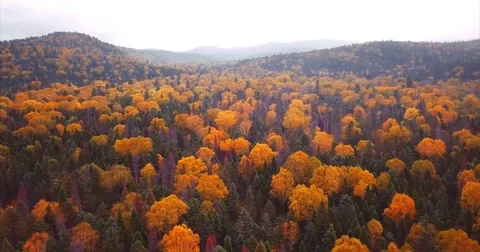 Flying above Sikhote-Alin Nature Reserve autumn forests. Russia. Aerial view Stock Footage