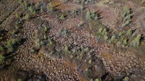 Flying above small green tree Stock Footage 160911655
