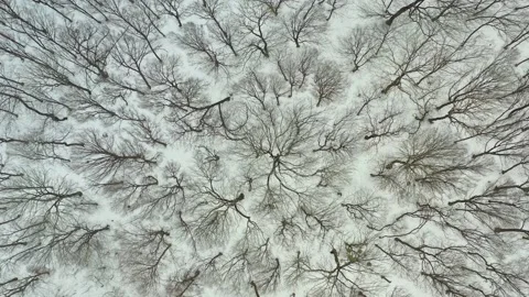 Flying above a snow covered forest in the winter Stock Footage 169875540