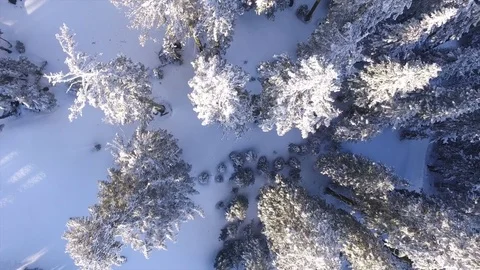 Flying Above Snow Covered Trees Video stock 70256065
