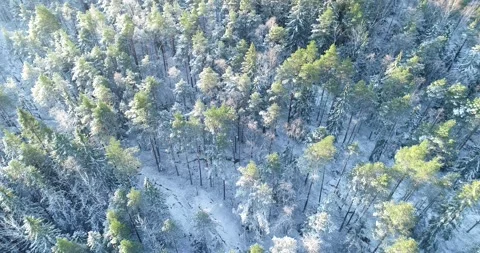 Flying above snow covered trees on a sunny day giving an iconic aerial view Stock Footage 143097771