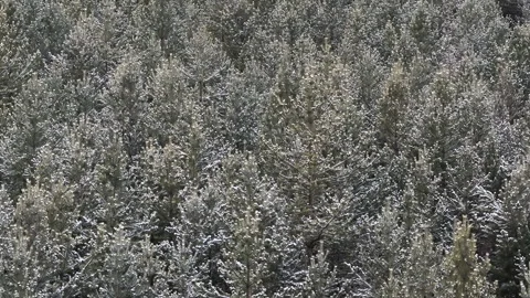 Flying above snow covered trees on a cloudy day giving an iconic aerial view Stock Footage 310221488