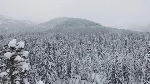 Flying above snow trees.  Stock Footage 85147618