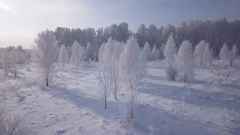 Flying above snowy field of small frozen birch trees. Stock Footage 99831973