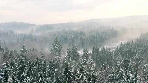 Flying Above Spruce, Coniferous, Pine Forest Covered in Snow On Frozen Morning Stock Footage 250416218