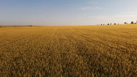 Flying above swinging by wind wheat field at sunset. Agriculture, grain growing Stock Footage 276907674