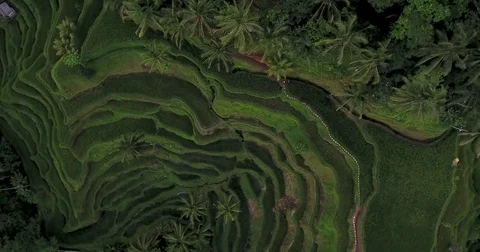 Flying above the terraced Rice Fields at Tegallalang near Ubud, Bali, Indonesia Stock Footage 73100960