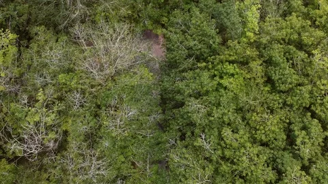 Flying above a tree covered road Video stock 128163544