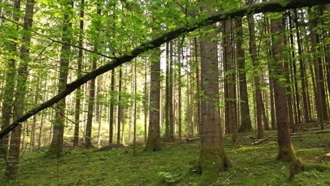 Flying above tree in sunny forest Stock Footage 337368805