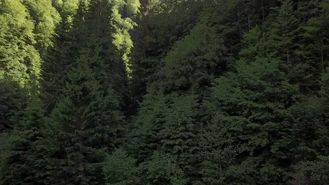 Flying above trees in the mountains Vidéo 84259856