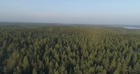 Flying above the treetops Video stock 116135718