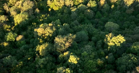 Flying above treetops at sunrise Stock Footage 220119208