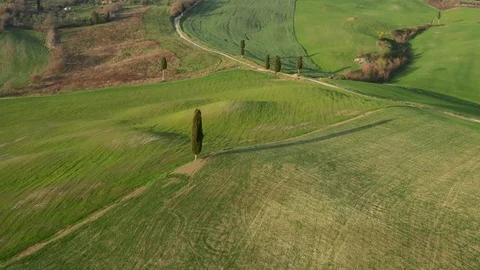Flying above tuscan green tree, landscape and  wavy hills 2 Stock Footage 127844643