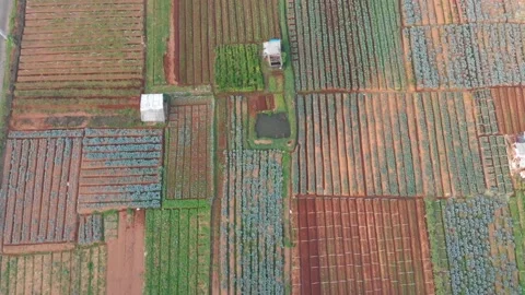 Flying above vegetable farm Stock Footage 130865580