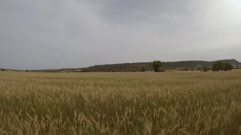 Flying above wheat field 스톡 동영상 107878809