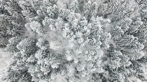 Flying Above White Snowy Forest Stock Footage 59133478