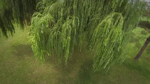 Flying Above a Willow Tree Stock Footage 40642160