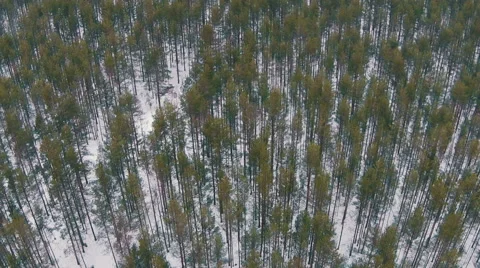 Flying Above Winter Forest in Cloudy Weather Stock Footage 47463911