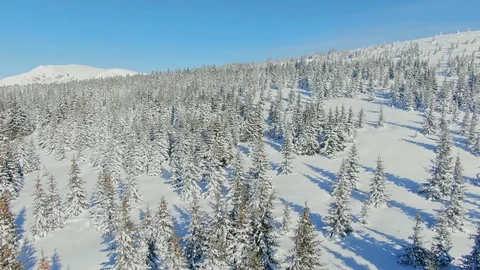 Flying above winter snowy pine forest. Aerial of snow covered high mountain. Stock Footage 103485751