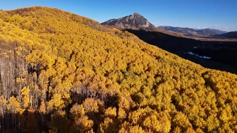 Flying Above Yellow Aspen Trees and Forest in Landscape of Colorado USA, Fall Stock Footage 339093763