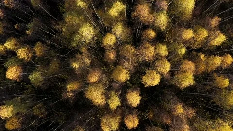Flying above yellow birch tree forest canopy by drone, aerial view Vidéo 163483731