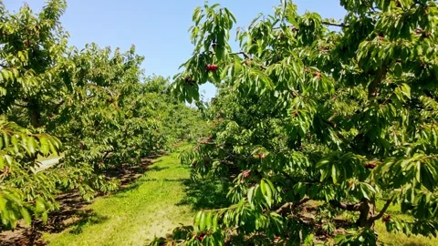 Flying acrobatically through delicious cherries a sort after delicacy ready to Stock Footage 318166869