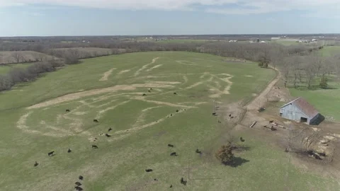 Flying across a field of cattle. Video stock 166590082