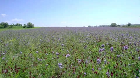 Flying across the flower field 스톡 동영상 269429012