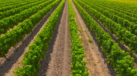 Flying Across a Vineyard Stock Footage 66924761