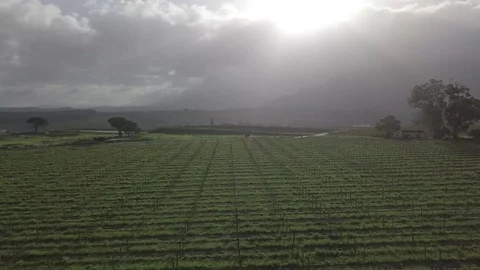 Flying Across the Vineyards Stock-Footage 115319250