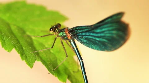 Flying adder on the leaf Stockbeeldmateriaal 40728042