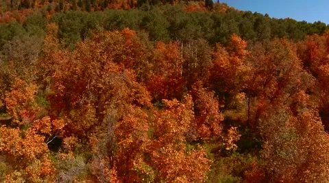 Flying Aerial over trees changing colors in fall Video stock 41762550