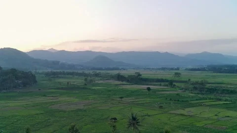 Flying in The Afternoon In The Vast Rice Fields Stock Footage 247001264