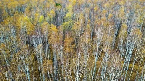 Flying ahead over a young birch forest in late autumn, tree canopy of half - Stock Footage 225890638