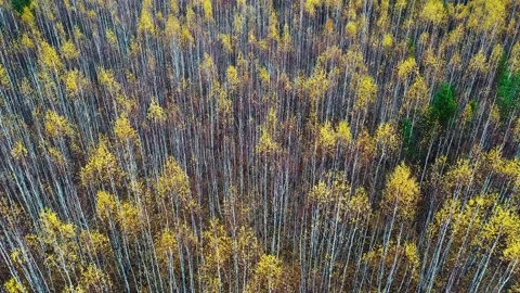 Flying ahead over a young birch forest in autumn, tree canopy of half - fallen Stock Footage 229613170