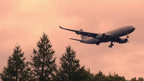 A flying airplane approaching behind trees during sunrise or sunset Stock Footage 140824867