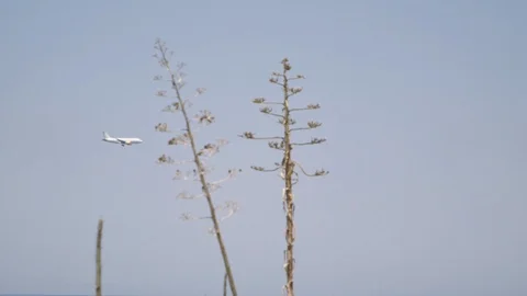 Flying airplane on the sea Stock Footage 87033437