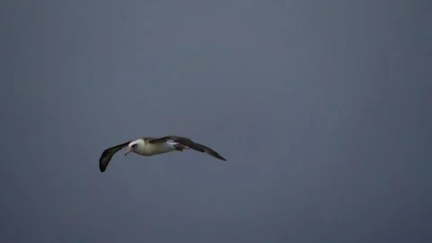 Flying Albatross Stock Footage 138848550