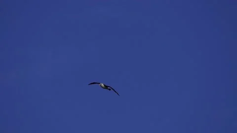 Flying Albatross 스톡 동영상 138848563
