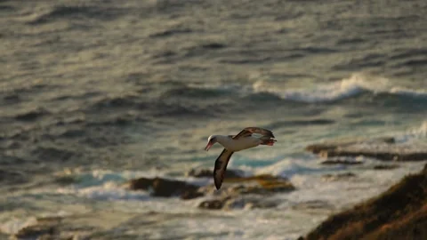 Flying Albatross Stock-Footage 138848565