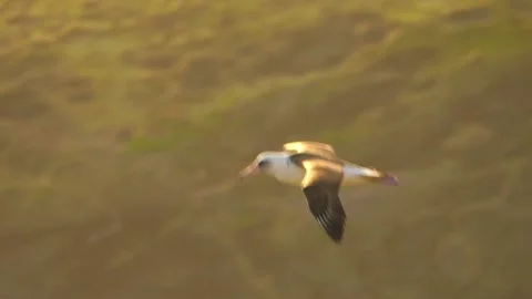 Flying Albatross 스톡 동영상 138848605