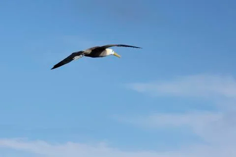 Flying albatross with ring. Stock Photos