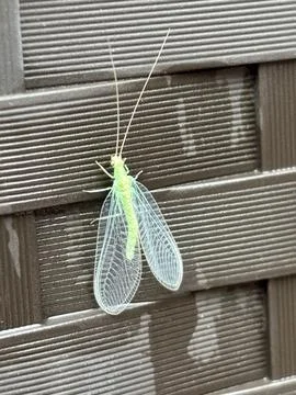Flying Alien Insect Creature – Sci-Fi Concept Art Stock Photos
