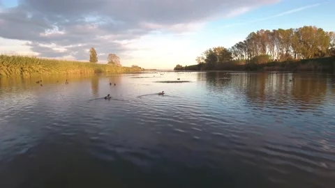 Flying along the autumn river at sunset with many ducks Vidéo 233392632