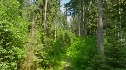 Flying along a forest path and rising above the canopy 動画素材 316068674