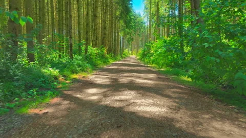 Flying along a forest path 動画素材 315744649