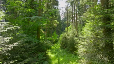 Flying along a forest path Stock Footage 316067343