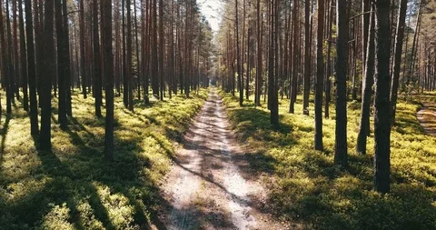 Flying along forest road on a warm sunny day Stock Footage 90758218
